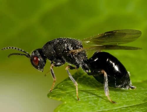 La avispilla del almendro